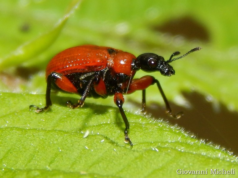 Attelabidae: Apoderus coryli